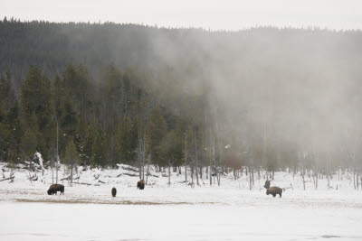 Fountain Paint Pot Area, Yellowstone NP