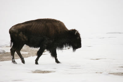 Bison in Yellowstone