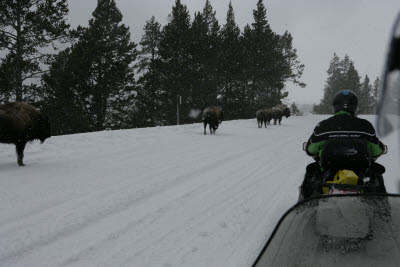 Bison on the Road in Yellowstone, NP