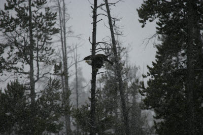 Bald Eagle in Yellowstone, NP