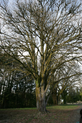 Maple on Farm in Montesano