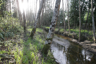 Creek at near front of farm in Montesano