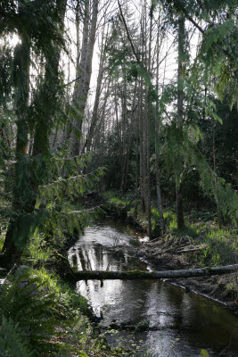 Creek at near front of farm in Montesano