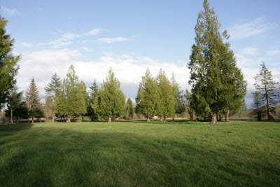 Front Lawn at farm in Montesano