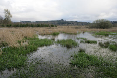 Wetlands on Farm in Montesano