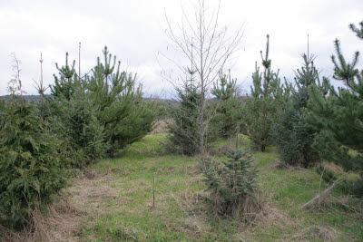 Replanted Forest in Wetlands Protection Area