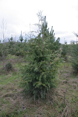 Replanted Forest in Wetlands Protection Area