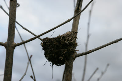 Bird Nest on Farm in Montesano