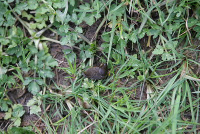 Slug on Farm in Montesano
