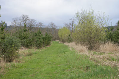 Hiking Trail through Wetlands Protection Area