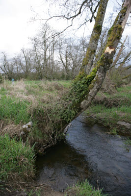 Creek on Farm in Montesano