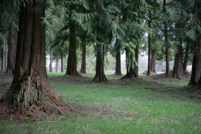 Cedars on Farm in Montesano