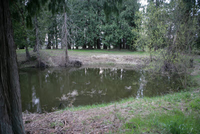Trout Pond on Farm in Montesano