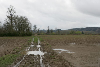 Farmland in Montesano