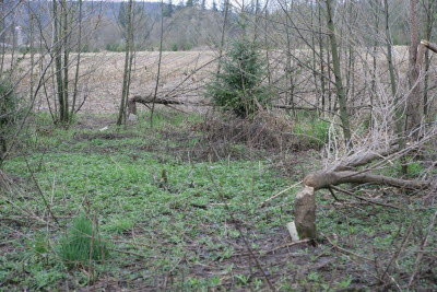 Beaver/Nutria at work on Farm in Montesano