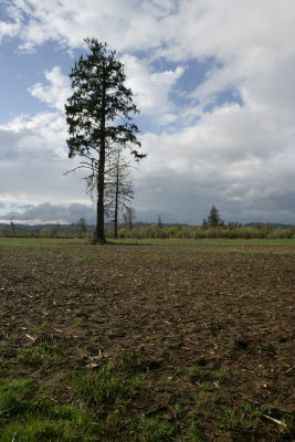 Farmland in Montesano