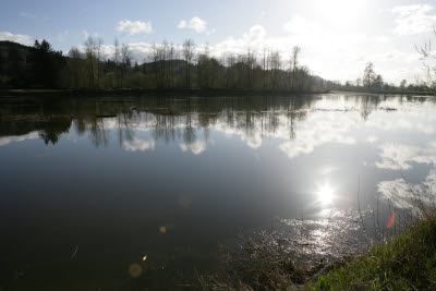 Chehalis River on Farm in Montesano