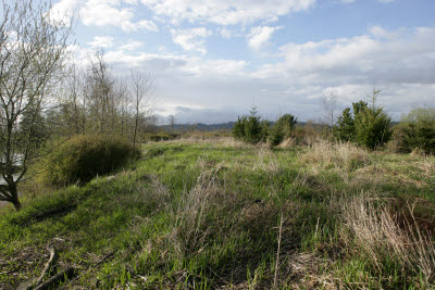 WRP on Farm in Montesano