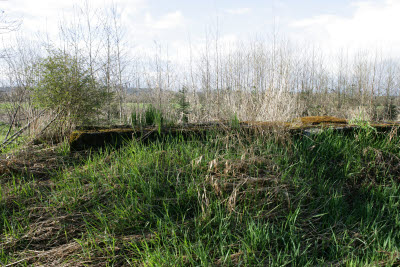 Old Wall on Farm in Montesano