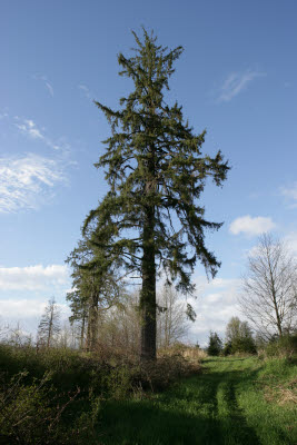 Farm in Montesano
