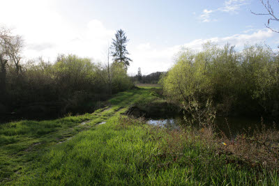 Slough on Farm in Montesano