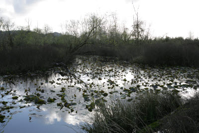 Slough on Farm in Montesano