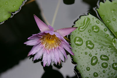 Lotus Flower