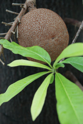 Jack Fruit?