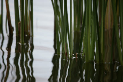 Reeds in Reflecting Pool at the Hotel