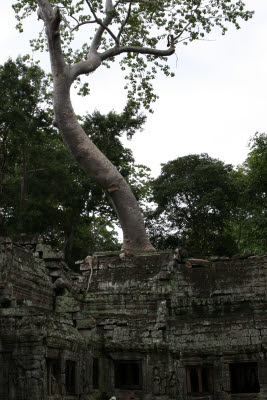 Ta Prohm, Angkor, Cambodia.