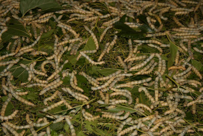 Angkor Artisans Silk Farm, Cambodia