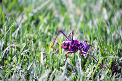 Bug on the lawn at Okapuka Ranch