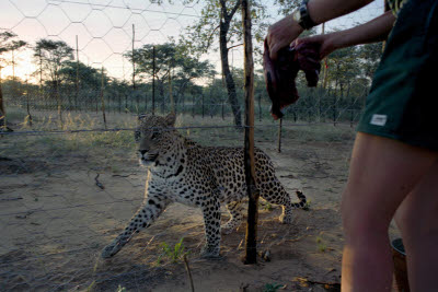 Guide feeds Leopard