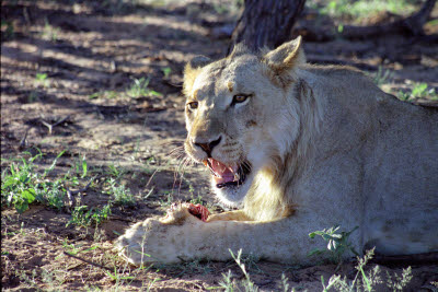 Lioness feeds at Harnas