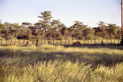 Cheetahs await our arrival (food)