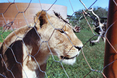 Lioness at Harnas