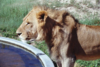 Lion at the pool