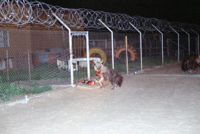 Brown Hyena grabs it's food to take back to the den