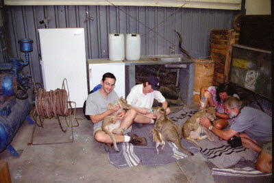 Feeding lion cubs