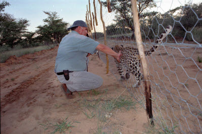 Andre pets Leopard at Harnas