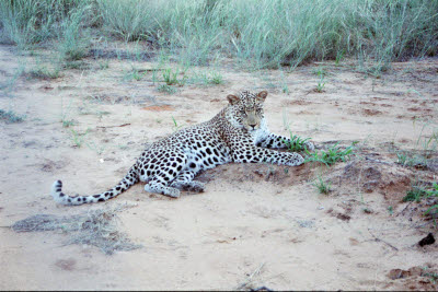 Leopard at Harnas