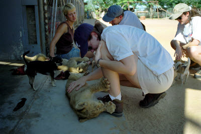 Lion cub sharpens it's claws on Lisa's boot