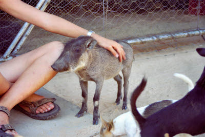 Resident warthog at harnas