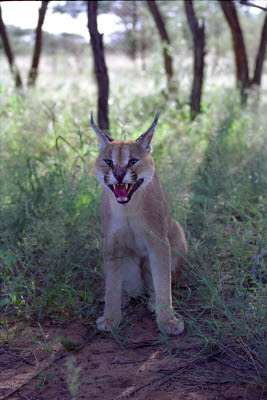 Caracal puts on a display