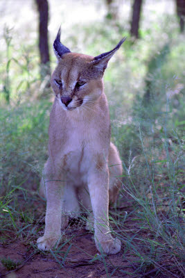 Caracal puts on a display