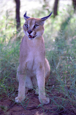 Caracal puts on a display