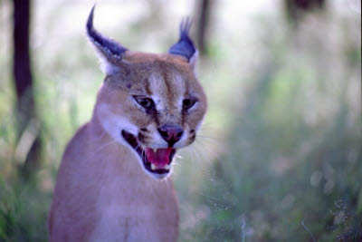 Caracal puts on a display