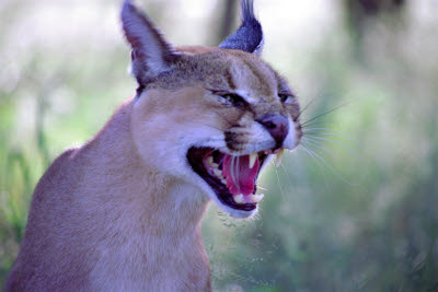 Caracal puts on a display