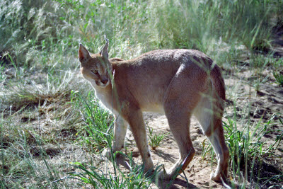 Namibian Caracal