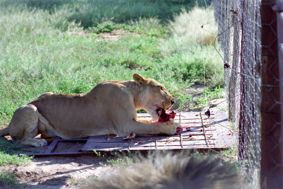 Lioness feeding at Harnas